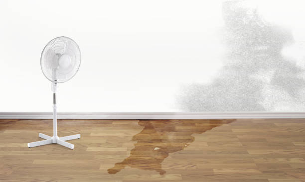 Best Water damage restoration mold remediation  in Sandy Valley, NV