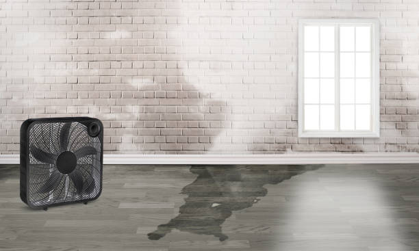 Best Sewage cleanup and water damage restoration  in Sandy Valley, NV
